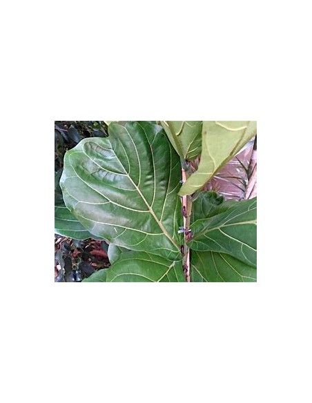 Higuera hoja de viollin (ficus lyrata)- 1 Planta en Venta en Mexico - Vivero por internet