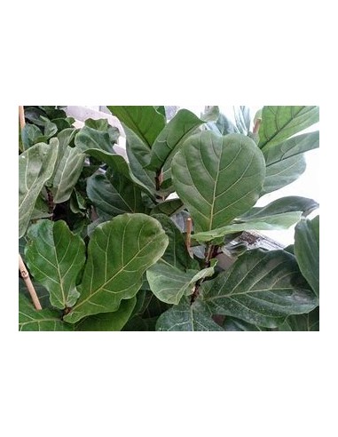 Higuera hoja de viollin (ficus lyrata)- 1...