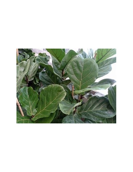 Higuera hoja de viollin (ficus lyrata)- 1 Planta en Venta en Mexico - Vivero por internet
