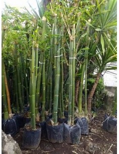 Bambu tarro o Bambu...