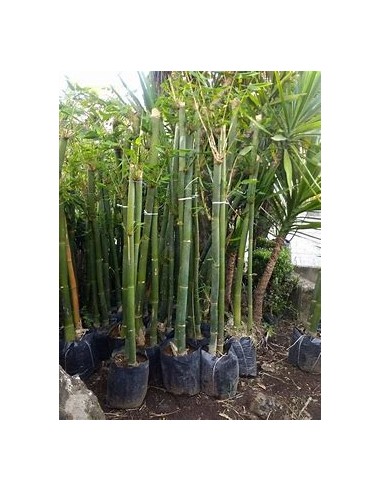 Bambu tarro o Bambu africano oldhamii (Bambusa oldhamii)- 1 Caña en Venta en Mexico - Vivero por internet