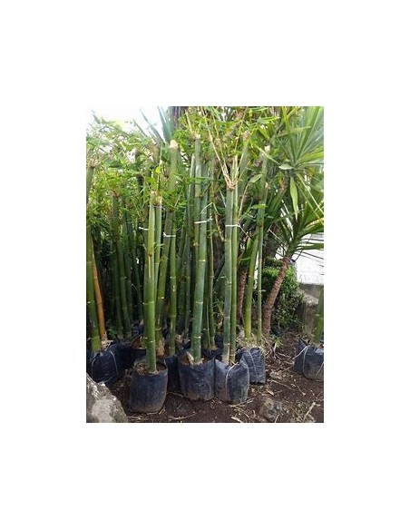 Bambu jar or African Bamboo oldhamii (Bambusa oldhamii)- 1 Cane for Sale in Mexico - Online nursery