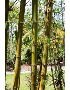 Bambu tarro o Bambu... 2