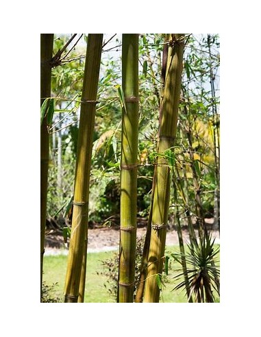 Bambu jar or African Bamboo oldhamii (Bambusa...
