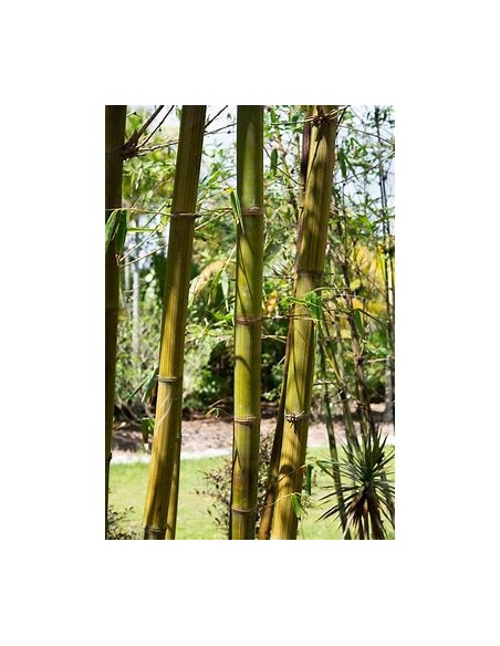 Bambu tarro o Bambu africano oldhamii (Bambusa oldhamii)- 1 Caña en Venta en Mexico - Vivero por internet