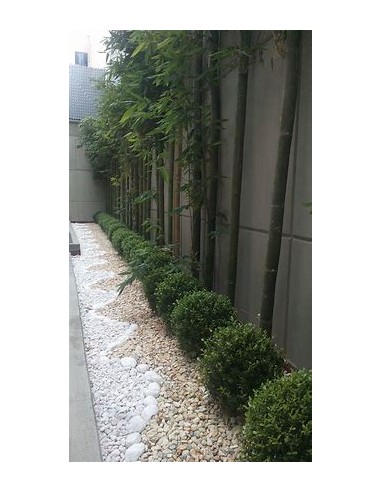 Bambu tarro o Bambu africano oldhamii (Bambusa...