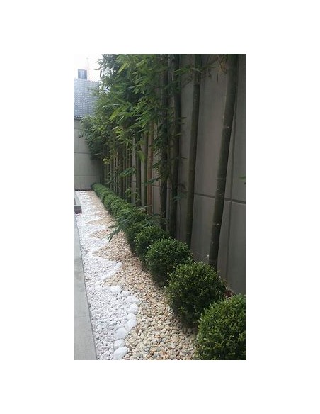 Bambu tarro o Bambu africano oldhamii (Bambusa oldhamii)- 1 Caña en Venta en Mexico - Vivero por internet