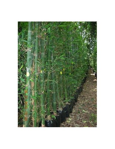 Bambu jar or African Bamboo oldhamii (Bambusa...