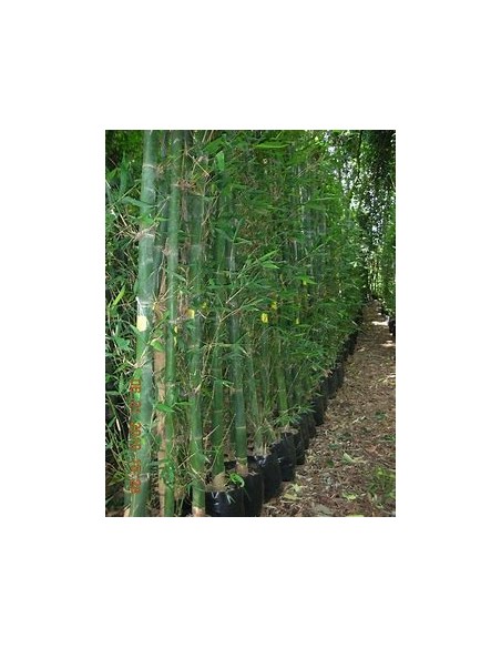 Bambu tarro o Bambu africano oldhamii (Bambusa oldhamii)- 1 Caña en Venta en Mexico - Vivero por internet