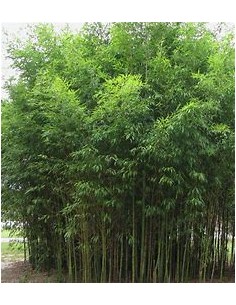 Feathery Bamboo -...