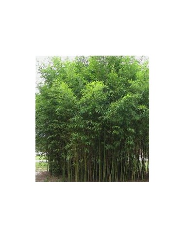 Bambu plumoso - (phyllostachis aurea)- 1 Caña en Venta en Mexico - Vivero por internet