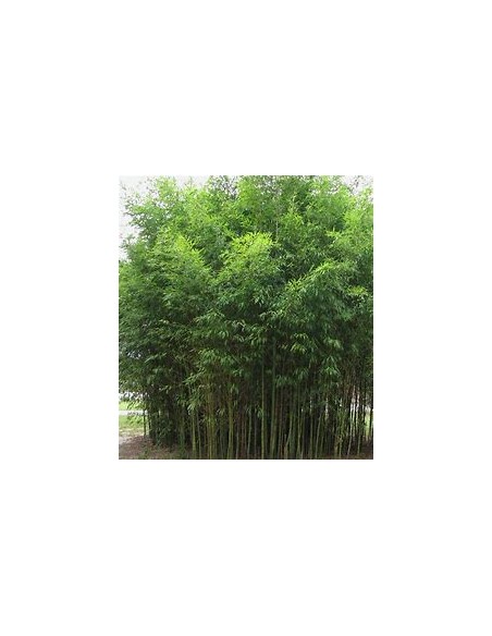 Bambu plumoso - (phyllostachis aurea)- 1 Caña en Venta en Mexico - Vivero por internet