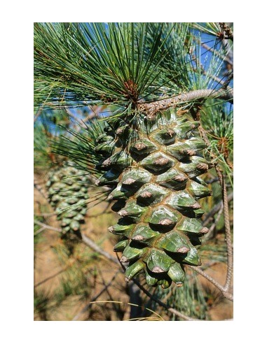 1 Pino Azul - Pinus Maximartinezii - Raro pino En peligro de extincion Piñones comestibles gigantes