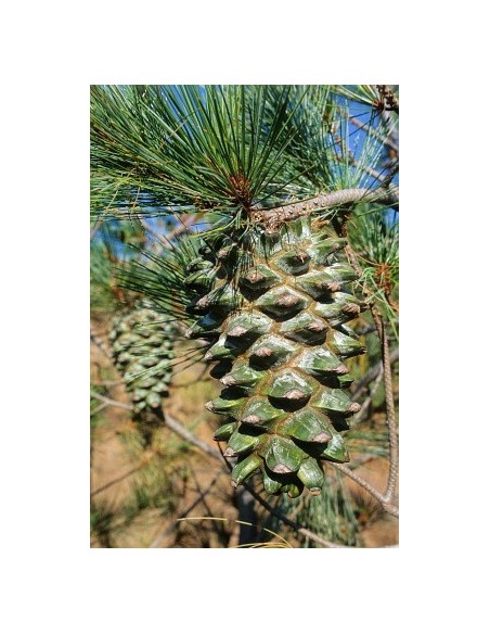 1 Pino Azul - Pinus Maximartinezii - Raro pino En peligro de extincion Piñones comestibles gigantes 1 Pino Azul - Pinus Maximartinezii - Raro pino En peligro de extincion Piñones comestibles gigantes