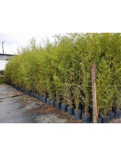 Bambu plumoso -... 2