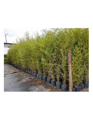 Feathery Bamboo - (phyllostachis aurea)- 1 Reed...