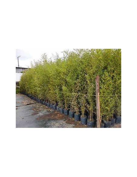 Bambu plumoso - (phyllostachis aurea)- 1 Caña en Venta en Mexico - Vivero por internet