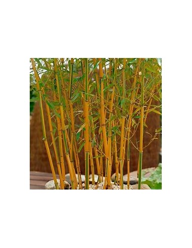 Bambu plumoso - (phyllostachis aurea)- 1 Caña...