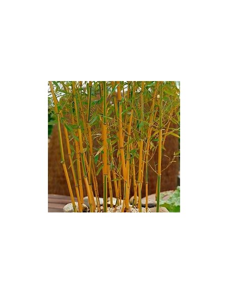 Bambu plumoso - (phyllostachis aurea)- 1 Caña en Venta en Mexico - Vivero por internet