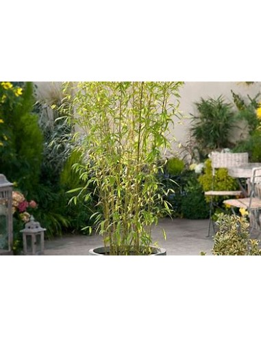 Feathery Bamboo - (phyllostachis aurea)- 1 Reed...
