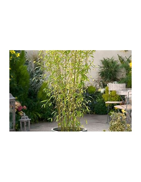 Bambu plumoso - (phyllostachis aurea)- 1 Caña en Venta en Mexico - Vivero por internet