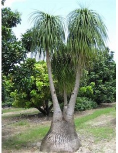 Pony tail palm - Beucarnea...