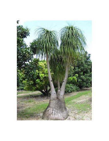 Pony tail palm - Beucarnea recurvata - Mexicana mediana - Beucarnea ficus petiolaris- 1 Palm for Sale in Mexico - Online Nursery