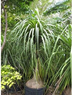 Pony tail palm - Beucarnea... 2