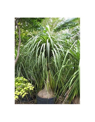 Palma cola de Pony - Beucarnea recurvata -...