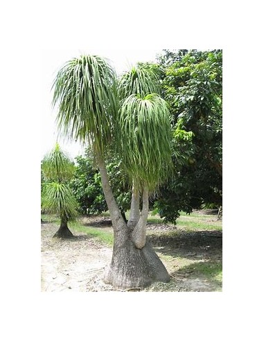 Pony tail palm - Beucarnea recurvata - Mexicana...