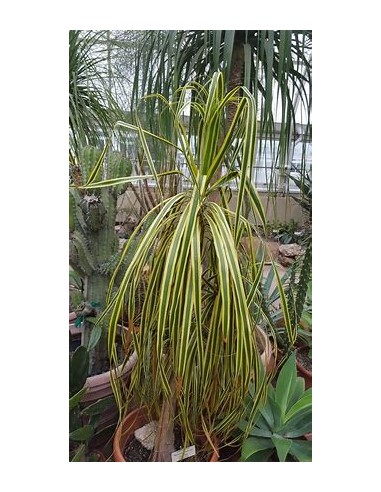 Palma cola de Pony - Beucarnea recurvata -...