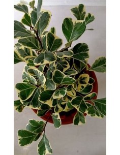Árbol del amor (ficus...