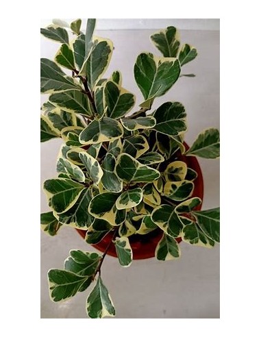 Árbol del amor (ficus triangularis variegado) - 1 Planta en Venta en Mexico - Vivero por internet