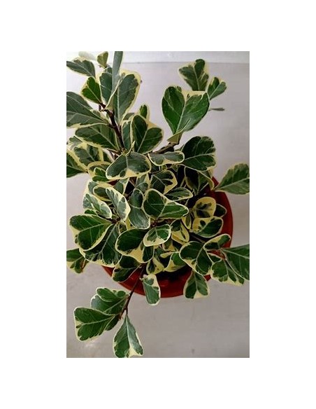 Árbol del amor (ficus triangularis variegado) - 1 Planta en Venta en Mexico - Vivero por internet