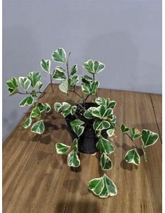 Árbol del amor (ficus... 2