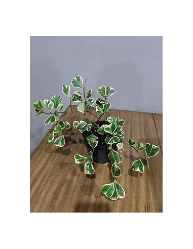 Árbol del amor (ficus triangularis variegado) -...