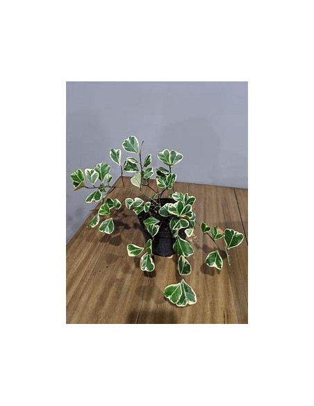 Árbol del amor (ficus triangularis variegado) - 1 Planta en Venta en Mexico - Vivero por internet