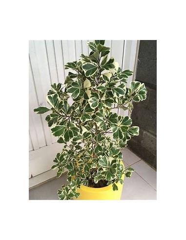 Árbol del amor (ficus triangularis variegado) -...