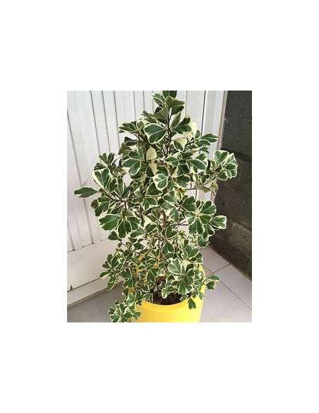 Árbol del amor (ficus triangularis variegado) - 1 Planta en Venta en Mexico - Vivero por internet