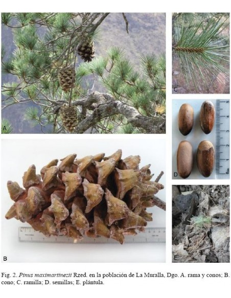 1 Pino Azul - Pinus Maximartinezii - Raro pino En peligro de extincion Piñones comestibles gigantes