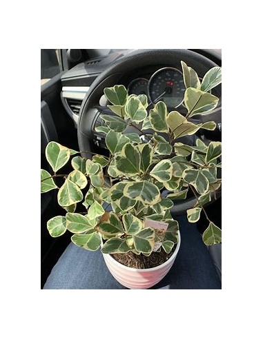 Árbol del amor (ficus triangularis variegado) -...
