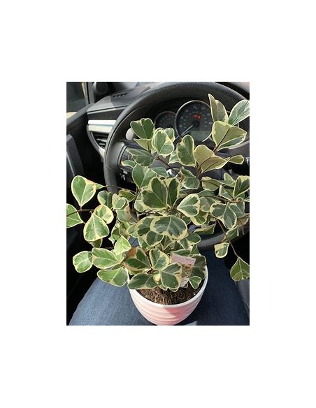 Árbol del amor (ficus triangularis variegado) - 1 Planta en Venta en Mexico - Vivero por internet
