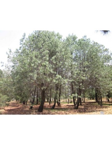 1 Pino Azul - Pinus Maximartinezii - Raro pino En peligro de extincion Piñones comestibles gigantes