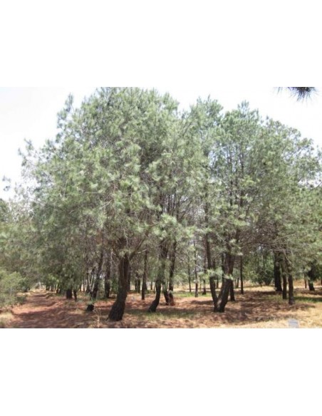 1 Pino Azul - Pinus Maximartinezii - Raro pino En peligro de extincion Piñones comestibles gigantes 1 Pino Azul - Pinus Maximartinezii - Raro pino En peligro de extincion Piñones comestibles gigantes