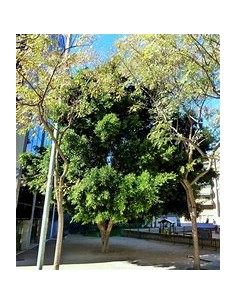 Indian Laurel (Ficus... 2