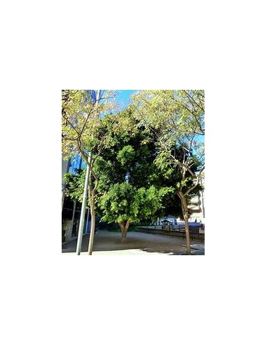 Indian Laurel (Ficus microcarpa)-1 Sapling for...
