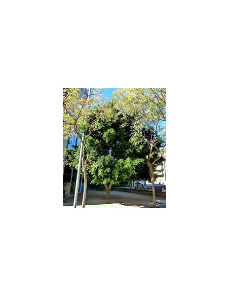 Indian Laurel (Ficus microcarpa)-1 Sapling for Sale in Mexico - Online Nursery