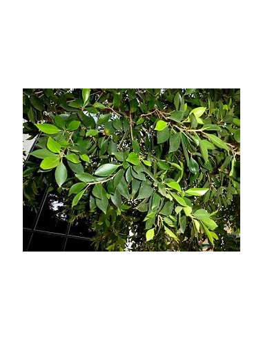 Indian Laurel (Ficus microcarpa)-1 Sapling for...