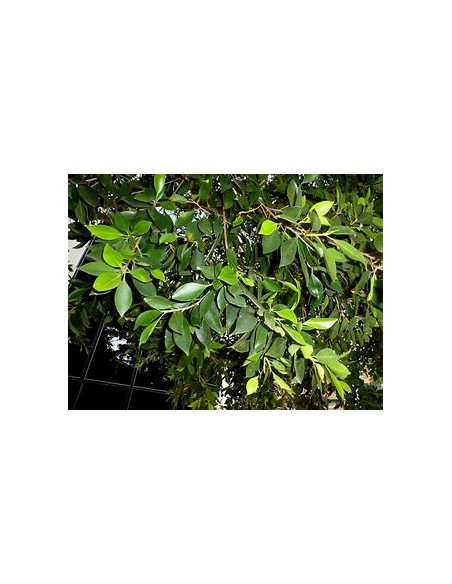 Indian Laurel (Ficus microcarpa)-1 Sapling for Sale in Mexico - Online Nursery