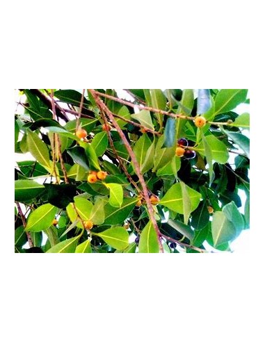 Indian Laurel (Ficus microcarpa)-1 Sapling for...